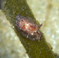 Goniodoris