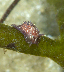 Goniodoris