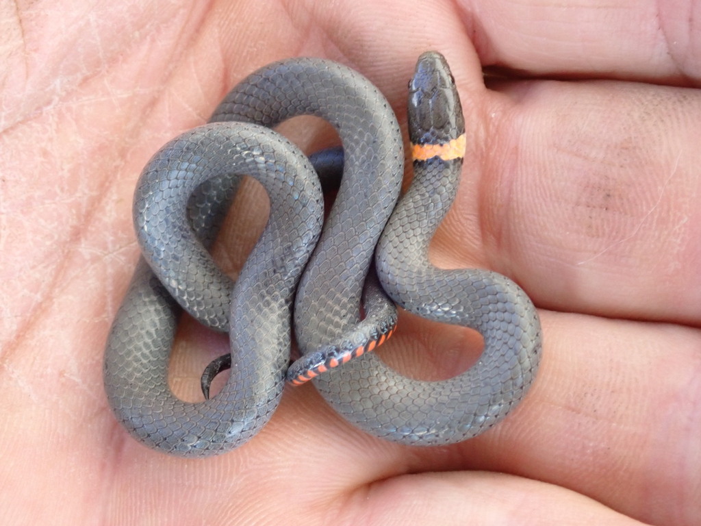  Ring-necked Snake from Knox County, NE, USA on September 21, 2021 at 03 Motiv 