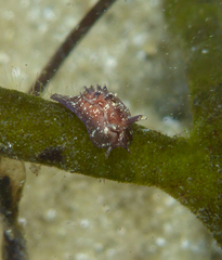 Goniodoris