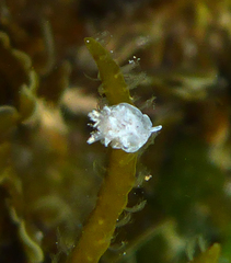 Goniodoris meracula