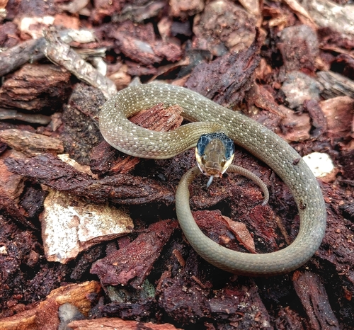 Red-lipped Snake