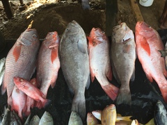 Priacanthidae