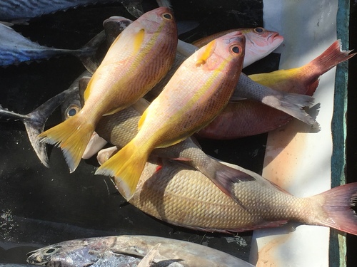 Lutjanus madras
