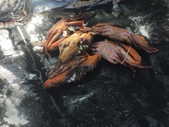 Brachyura