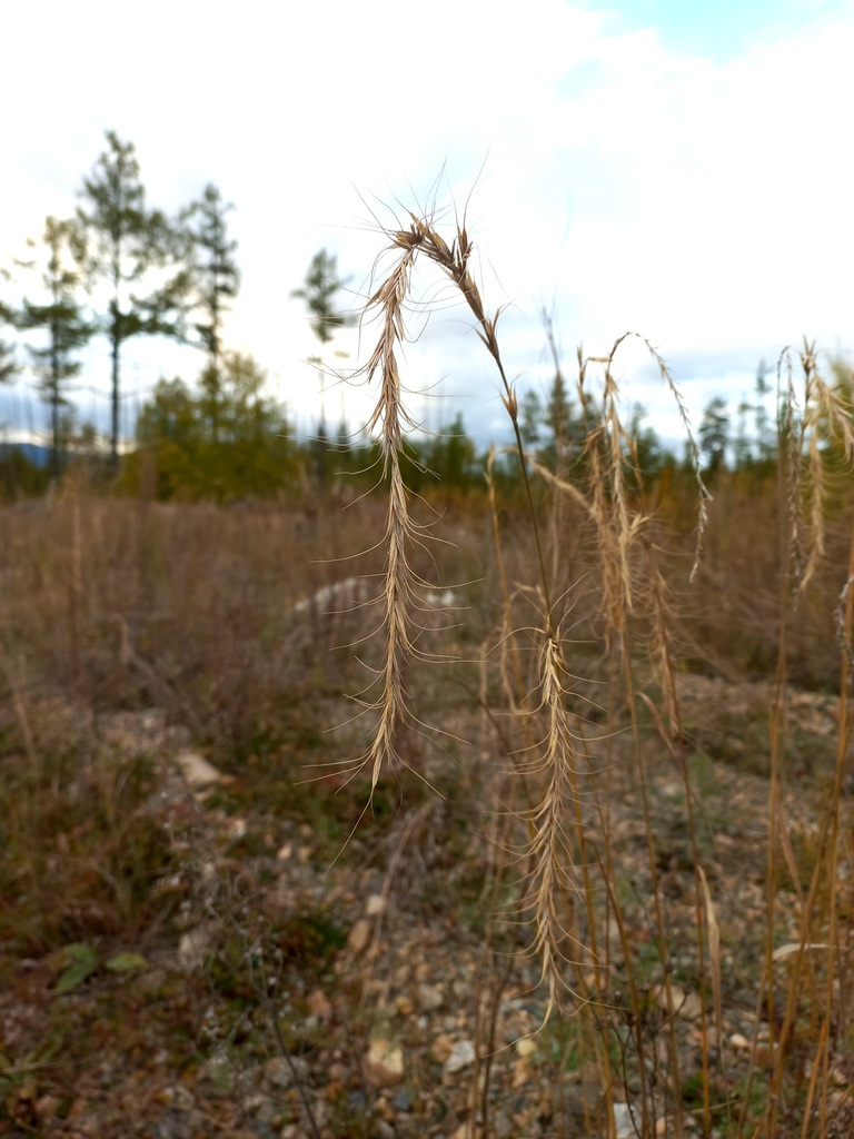 Siberian Wild Rye from Могочинский р-н, Забайкальский край, Россия on ...