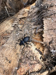 Coelocnemis dilaticollis