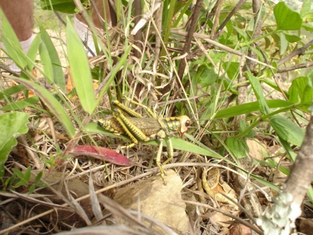 Aplatacris