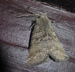 Declana griseata