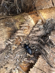 Coelocnemis dilaticollis