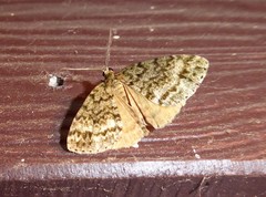 Pseudocoremia indistincta