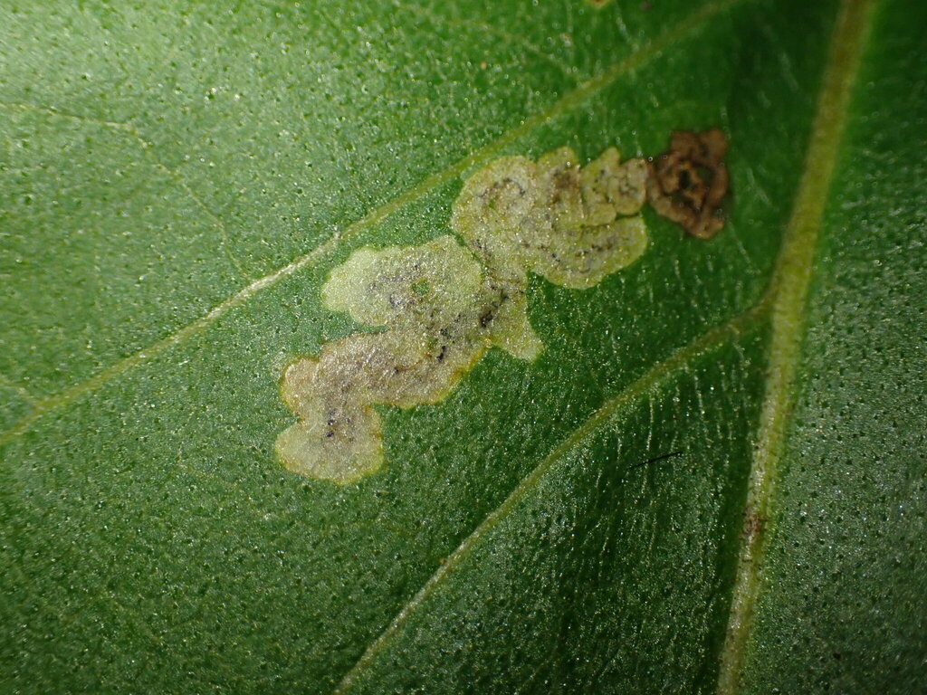 Liriomyza ivorcutleri
