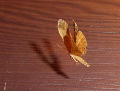 Pseudocoremia indistincta