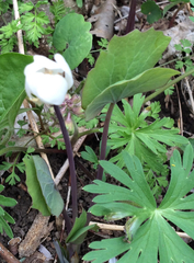 Jeffersonia diphylla