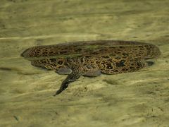 Pearl Freshwater Stingray photo 3