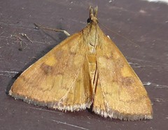 Mnesictena flavidalis