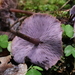 Lavender Baeospora - Photo (c) Svetlana Nesterova, some rights reserved (CC BY-NC), uploaded by Svetlana Nesterova