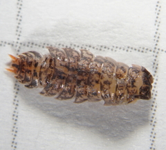 Porcellium collicola