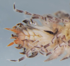 Porcellium collicola