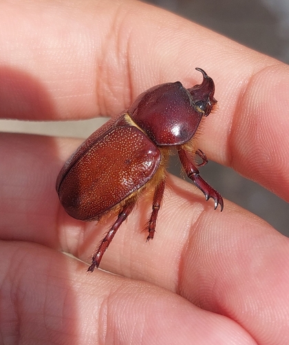 Minisiderus minicola