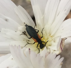 Eupompha elegans elegans