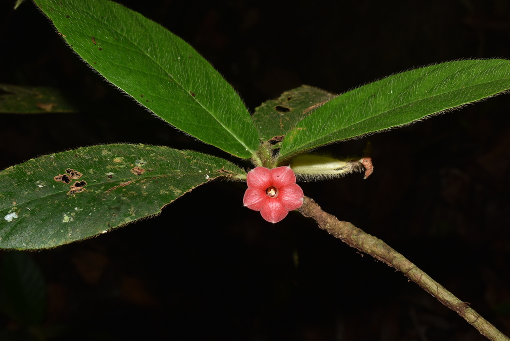 Hippotis triflora