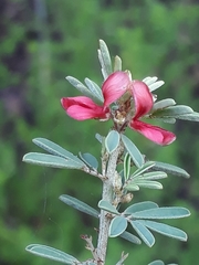 Indigofera stricta