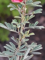 Indigofera stricta