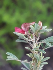 Indigofera stricta