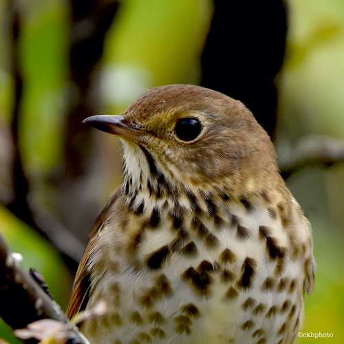 Hermit Thrush, photo 7 of 10
