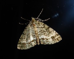 Pseudocoremia indistincta