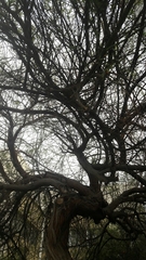 Prosopis