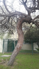 Prosopis