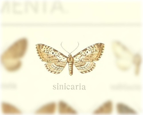 Eupithecia fulcrata