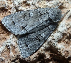 Acronicta radcliffei