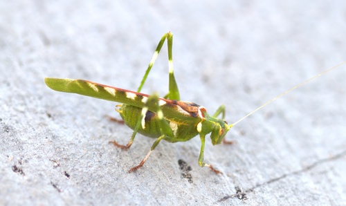 creosote bush katydid