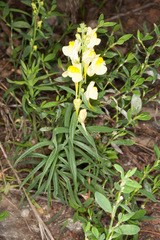 Linaria
