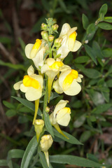 Linaria
