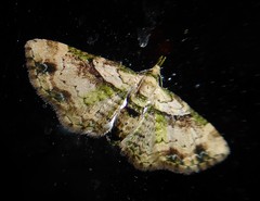 Chloroclystis sphragitis