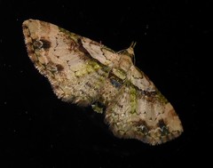 Chloroclystis sphragitis