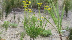 Senecio litorosus