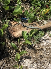 Aspidoscelis angusticeps angusticeps