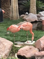 Phoenicopterus