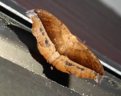 Sarisa muriferata