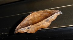 Sarisa muriferata
