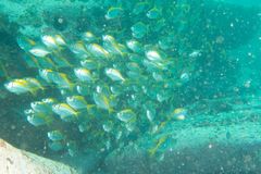 Pempheris compressa
