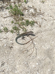 Aspidoscelis angusticeps angusticeps