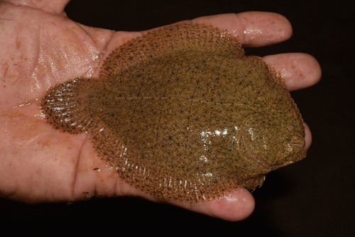 Amazon sole (Hypoclinemus mentalis) — Achiridae