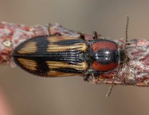 Kryžiuotasis Rugiaspragšis nuotrauka