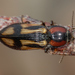 Selatosomus cruciatus - Photo (c) Shamil Murtazin,  זכויות יוצרים חלקיות (CC BY-NC)